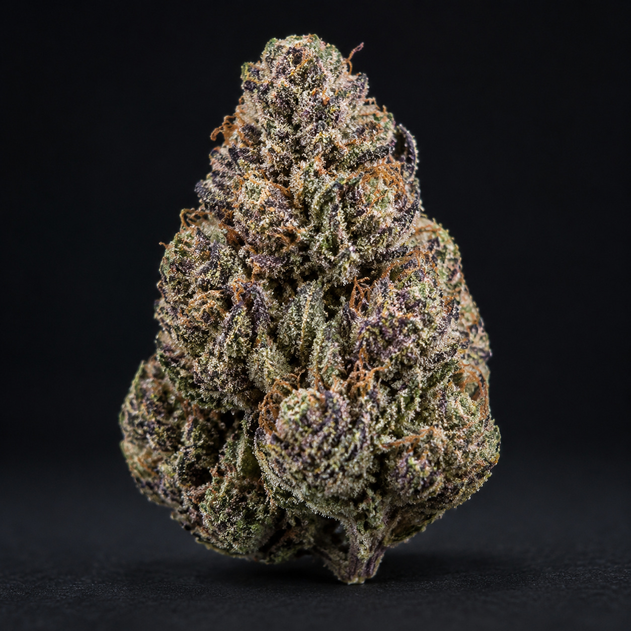 Gelato 41